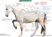 Akupunkturtafeln für das Pferd