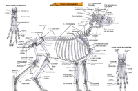 Anatomie Hund und Pferd