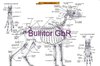 Anatomy of the Dog - Canine Anatomy Chart - German