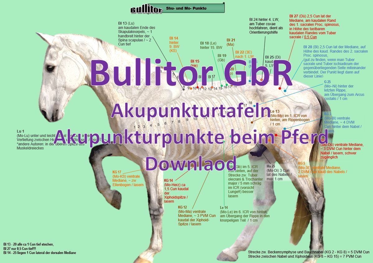 114 Akupunkturpunkte anatomisches Modell Pferd Lehrmaterial 