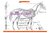 Akupunkturpunkte beim Pferd - Standard Set
