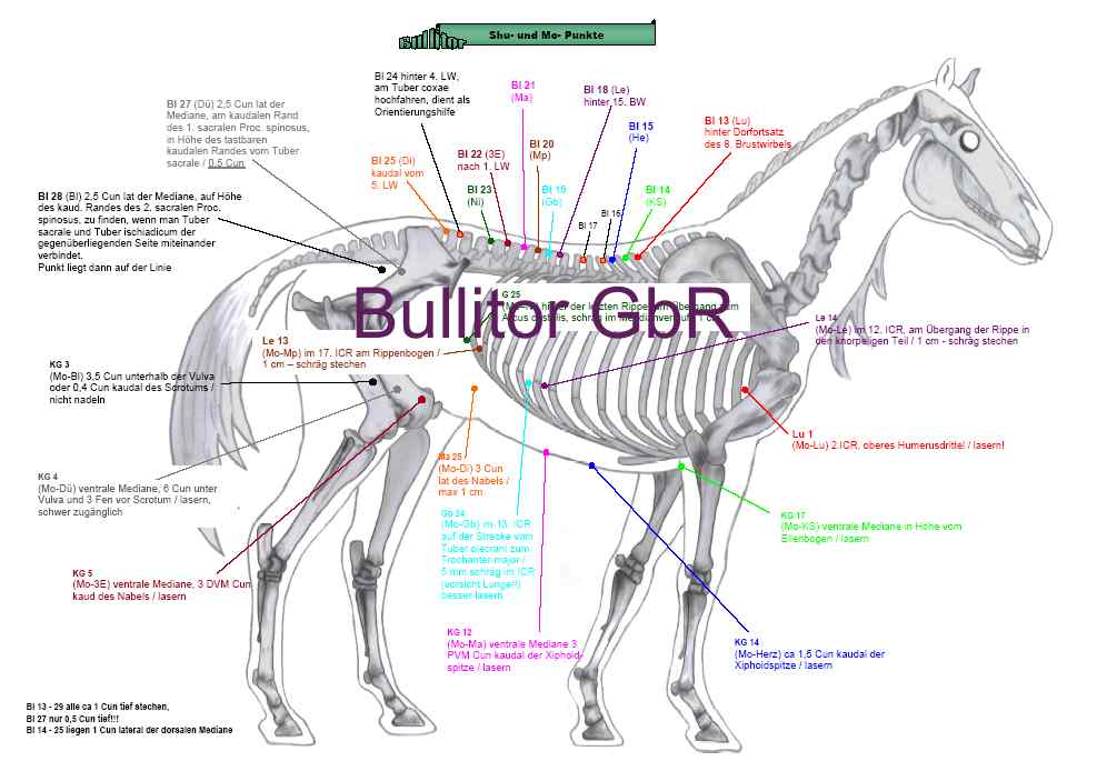 Pferd Akupunktur Mit 114 Akupunkturpunkten Modell mit Basis für Schule Anatomie 